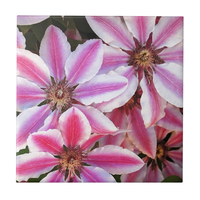 Pink and white striped clematis flowers ceramic tile (Front)