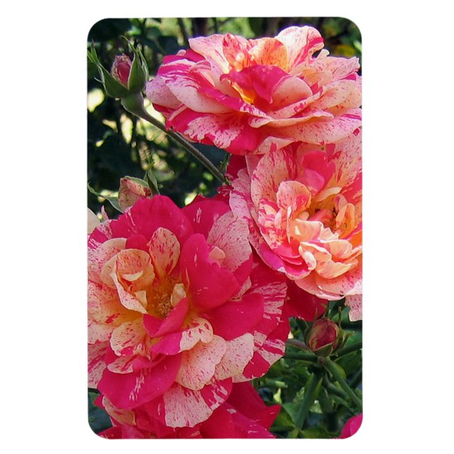 Pink and White Striped Roses Magnet (Vertical)