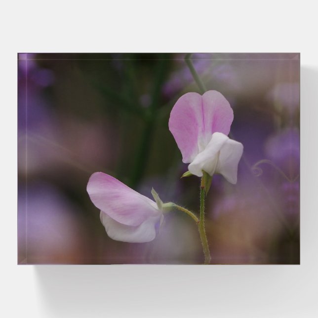 Pink and White Sweet Pea Flowers Paperweight  (Front)
