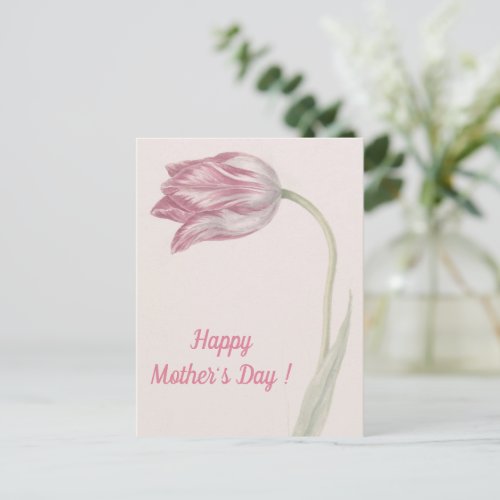 Pink and White Tulip _  Fine Art Mothers Day Postcard