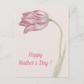Pink and White Tulip -  Fine Art Mother's Day