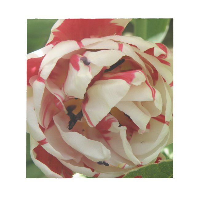 Pink and White Tulip Notepad (Front)