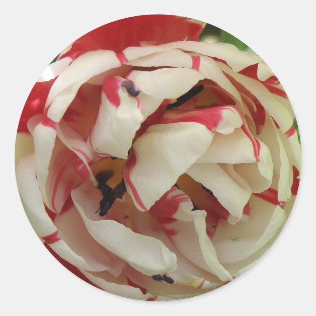 Pink and White Tulip Sticker (Front)