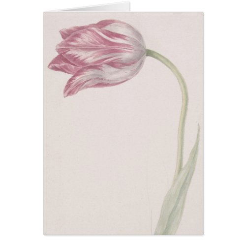 Pink and White Tulip _  Vintage Fine Art