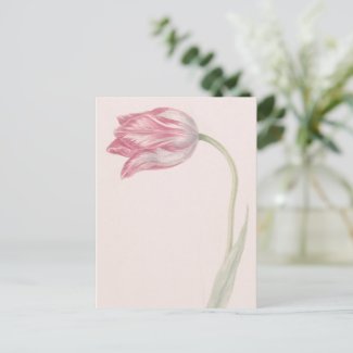 Pink and White Tulip -  Vintage Fine Art Postcard