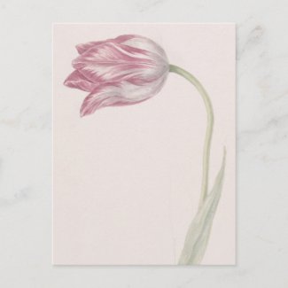 Pink and White Tulip -  Vintage Fine Art