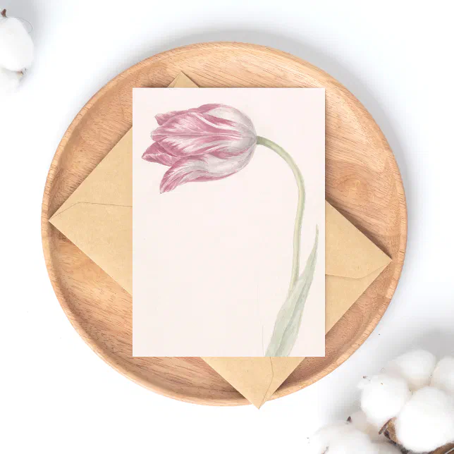 Pink and White Tulip - Vintage Fine Art Postcard | Zazzle
