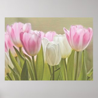 Pink and White Tulips Poster
