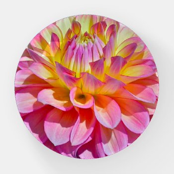 Pink And Yellow Dahlia Paperweight by whatawonderfulworld at Zazzle