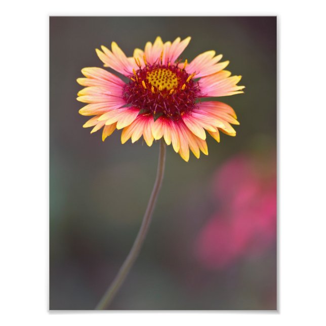 Pink and Yellow Desert Daisy Photo Print (Front)