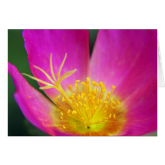 Pink and Yellow Flower Cards