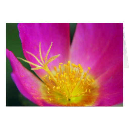 Pink and Yellow Flower Cards (Front Horizontal)
