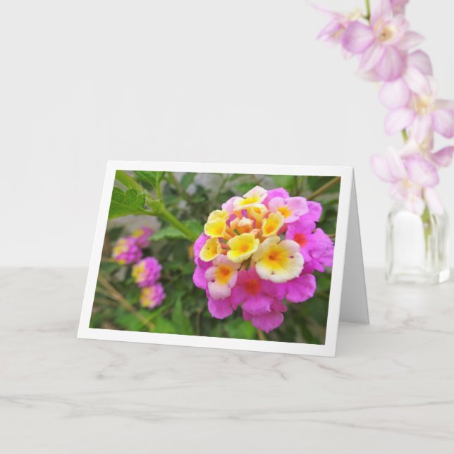 Pink and Yellow Lantana Flowers Card (Orchid)