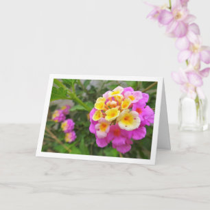 Pink and Yellow Lantana Flowers Card
