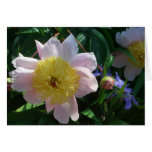 Pink and Yellow Peonies Beautiful Floral Garden