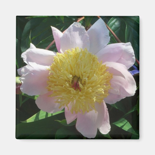 Pink and Yellow Peonies Beautiful Floral Magnet (Front)