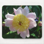 Pink and Yellow Peonies Beautiful Floral Mouse Pad