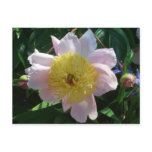 Pink and Yellow Peonies Beautiful Floral Postcard