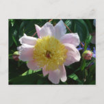 Pink and Yellow Peonies Beautiful Floral Postcard