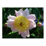 Pink and Yellow Peonies Beautiful Floral Poster