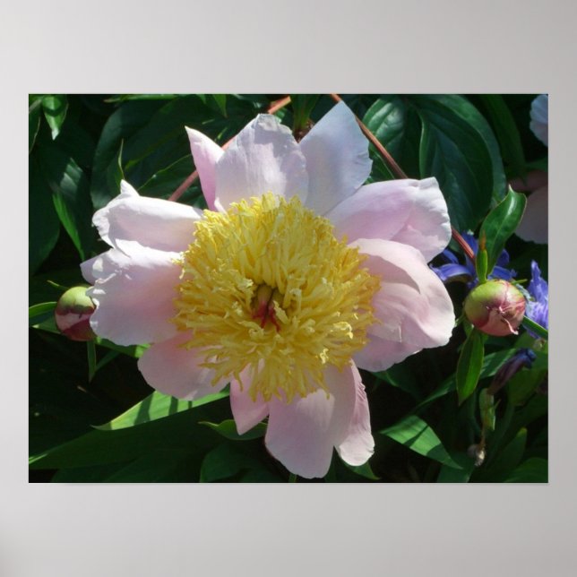 Pink and Yellow Peonies Beautiful Floral Poster (Front)