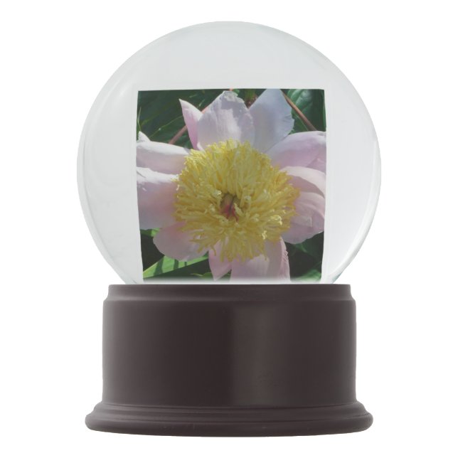 Pink and Yellow Peonies Beautiful Floral Snow Globe (Front)