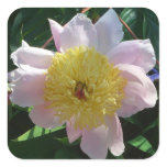 Pink and Yellow Peonies Beautiful Floral Square Sticker
