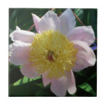 Pink and Yellow Peonies Beautiful Floral Tile