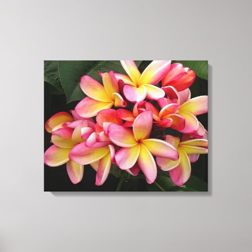 Pink and Yellow Plumeria Flowers Canvas Print