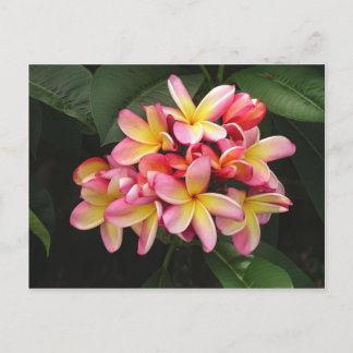 Pink and Yellow Plumeria Tropical Flowers Postcard