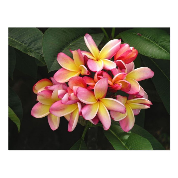 Pink and Yellow Plumeria Tropical Flowers Postcard