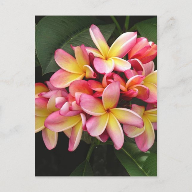 Pink and Yellow Plumeria Tropical Flowers Postcard (Front)