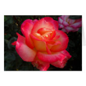 Pink and Yellow Rose (Front Horizontal)