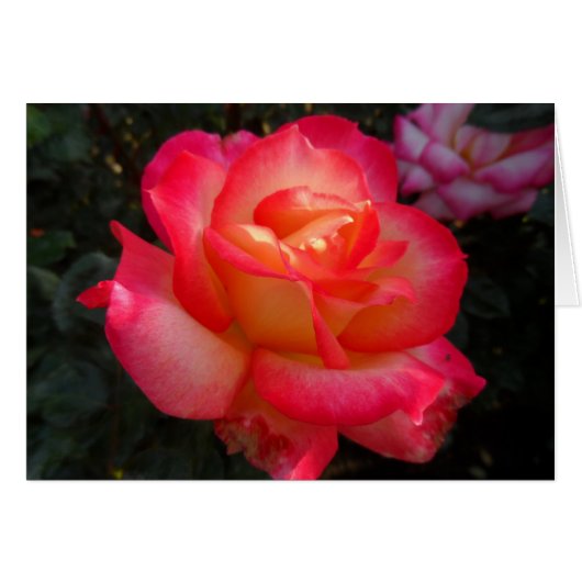 Pink and Yellow Rose (Front Horizontal)