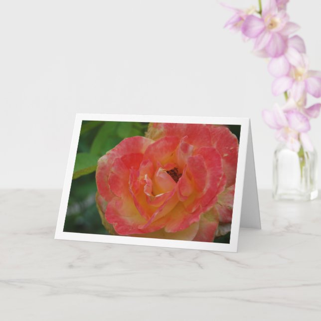 Pink and Yellow Rose Flower Portrait Card (Orchid)