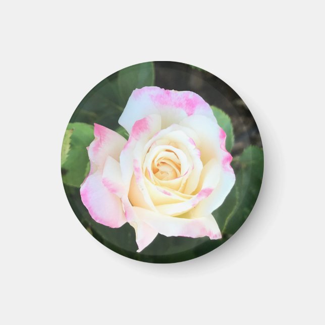 Pink and Yellow Rose Magnet (Front)