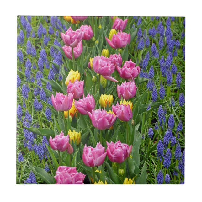 Pink and yellow spring tulips tile (Front)