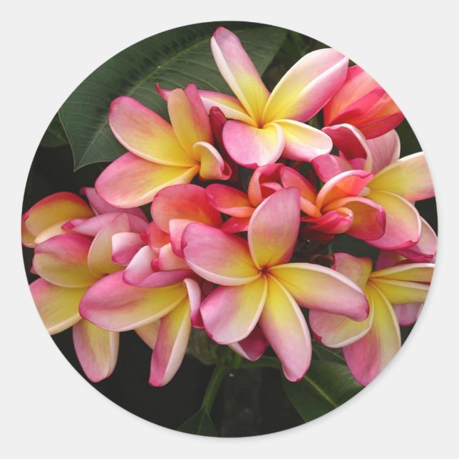Pink and Yellow Tropical Plumeria Flowers Classic Round Sticker (Front)