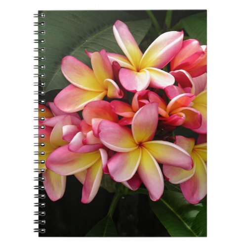 Pink and Yellow Tropical Plumeria Flowers Notebook