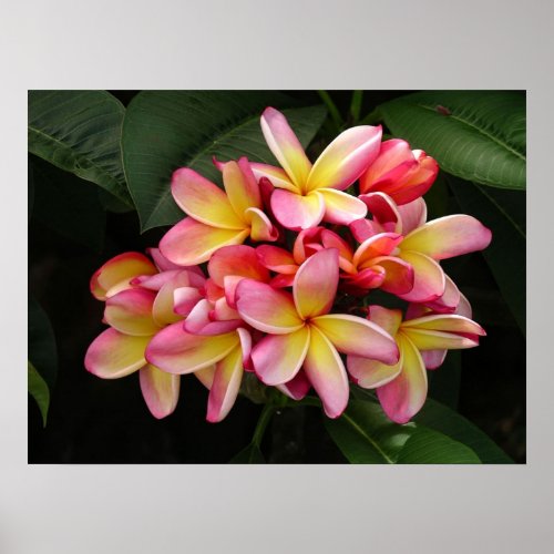 Pink and Yellow Tropical Plumeria Flowers Poster