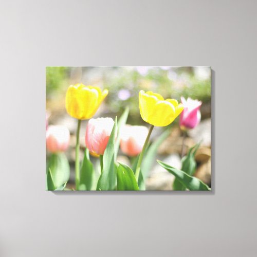 Pink and Yellow Tulips Canvas Print