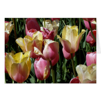 Pink and Yellow Tulips Cards
