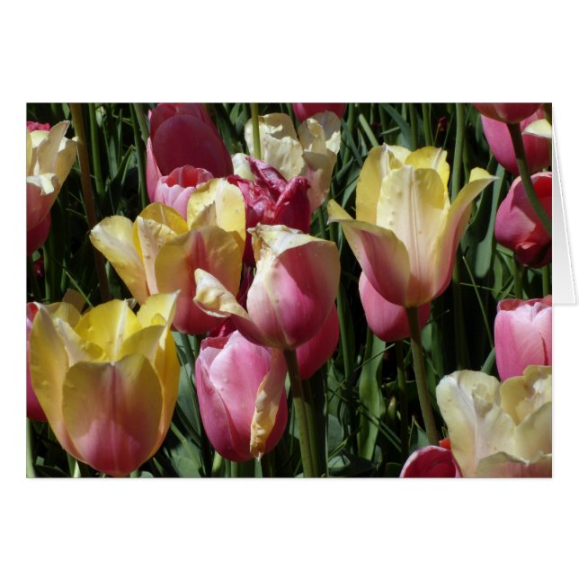 Pink and Yellow Tulips Cards (Front Horizontal)
