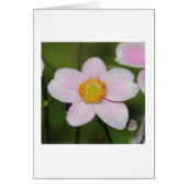 Pink Anemone (Front)