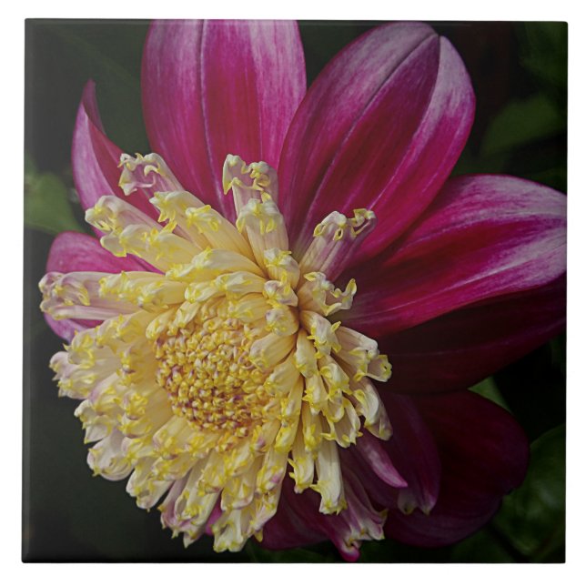Pink Anemone Dahlia Bloom Floral Ceramic Tile (Front)