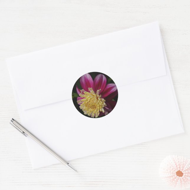 Pink Anemone Dahlia Bloom Floral Classic Round Sticker (Envelope)