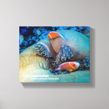 Pink anemonefish and sea anemone