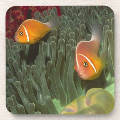 Pink Anemonefish in Magnificant Sea Anemone Beverage Coaster