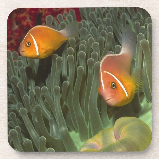 Pink Anemonefish in Magnificant Sea Anemone Beverage Coaster (Front)