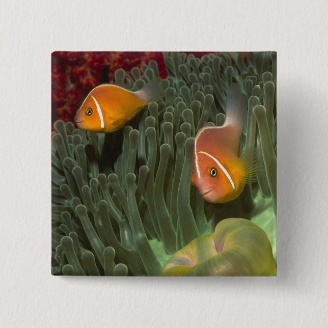 Pink Anemonefish in Magnificant Sea Anemone Button (Front)